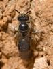 Lasioglossum sp.